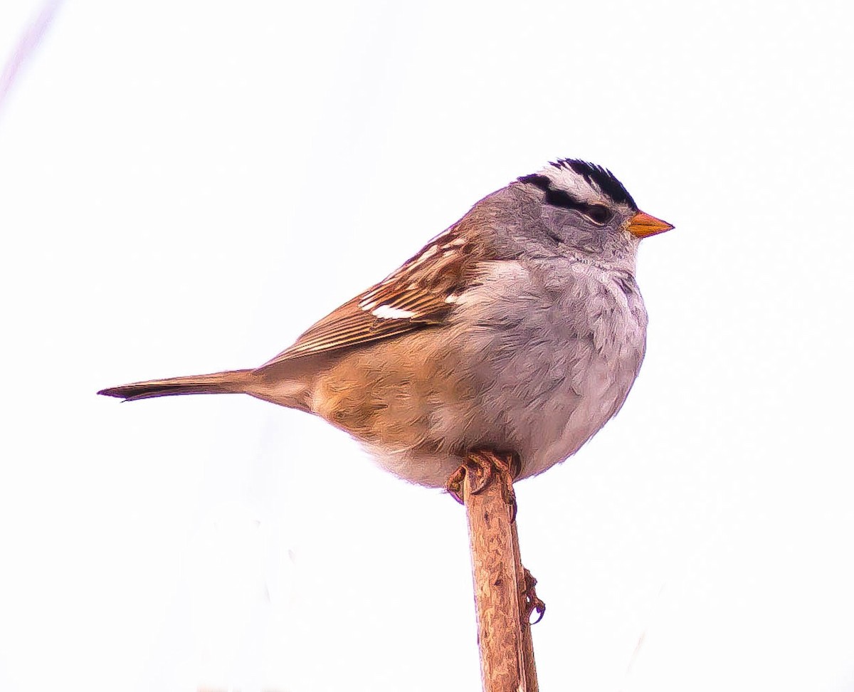 White-crowned Sparrow - ML646546954