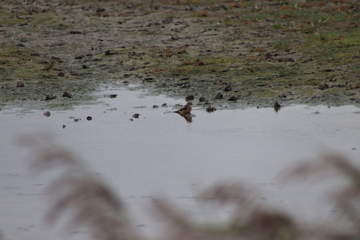 Eurasian Linnet - ML646546955