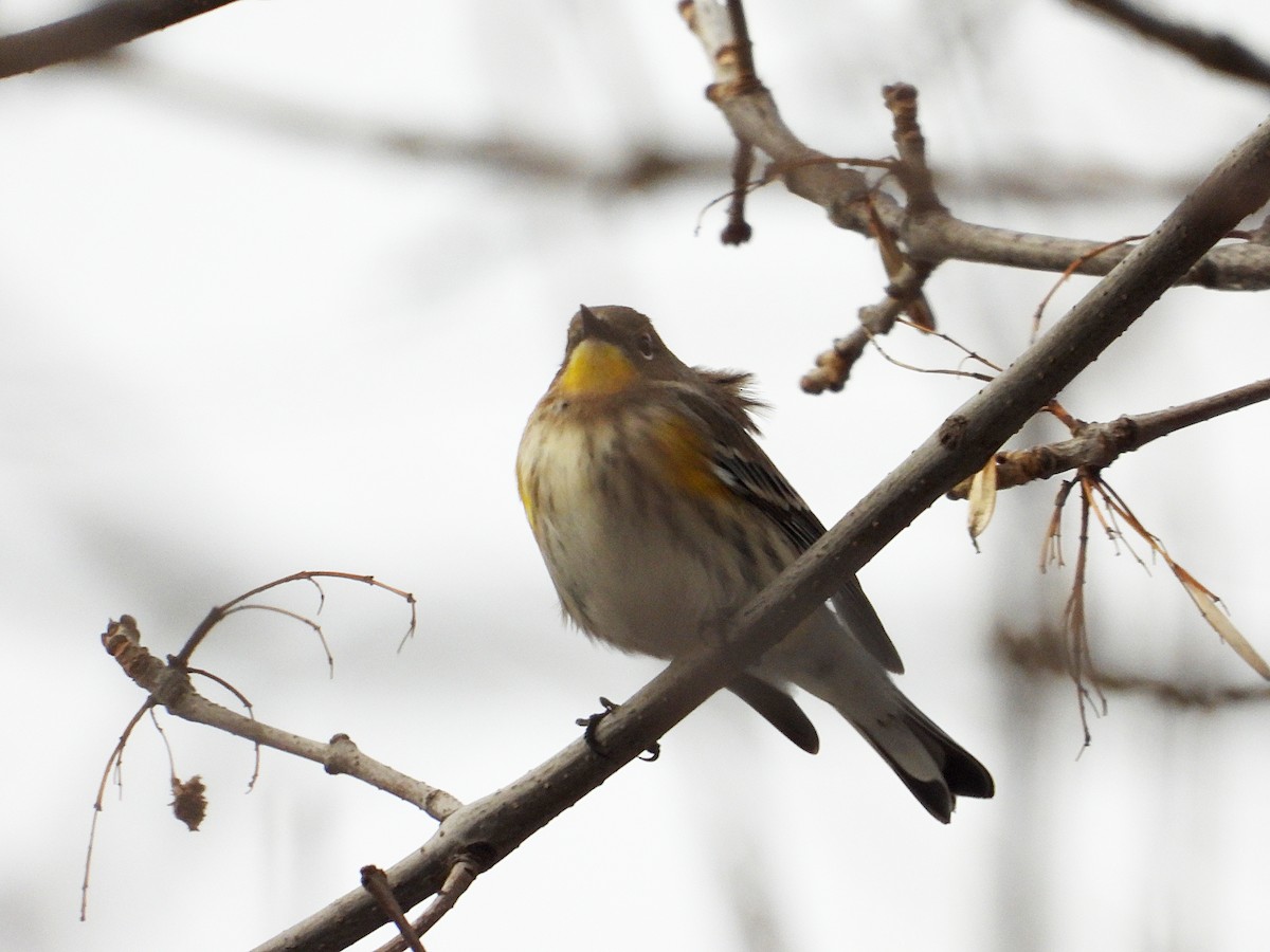 Kronenwaldsänger (Audubonwaldsänger) - ML646546956