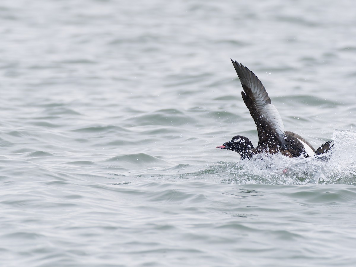 White-winged Scoter - ML646546957