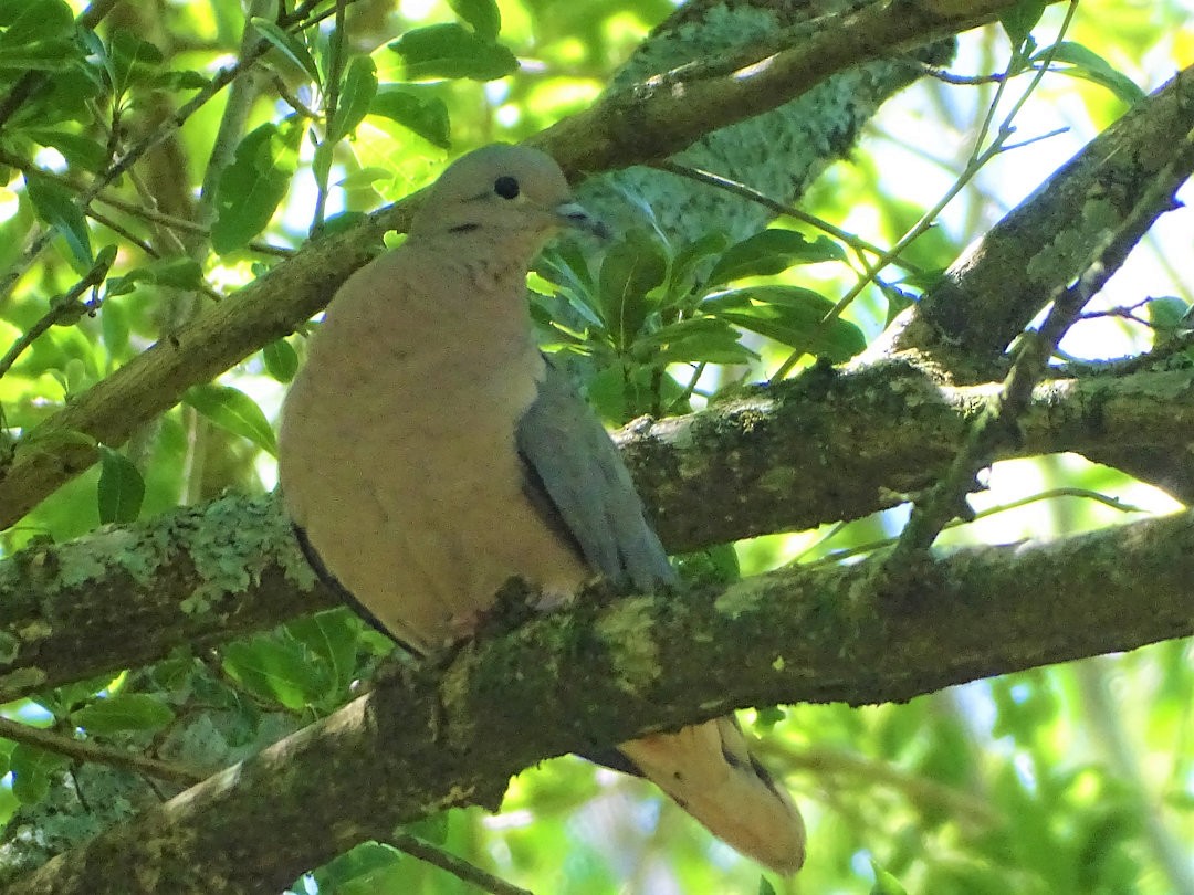Eared Dove - ML646546961