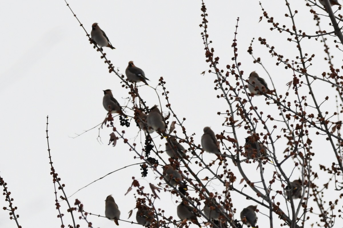 Bohemian Waxwing - ML646546962