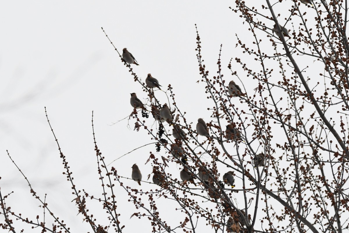 Bohemian Waxwing - ML646546963