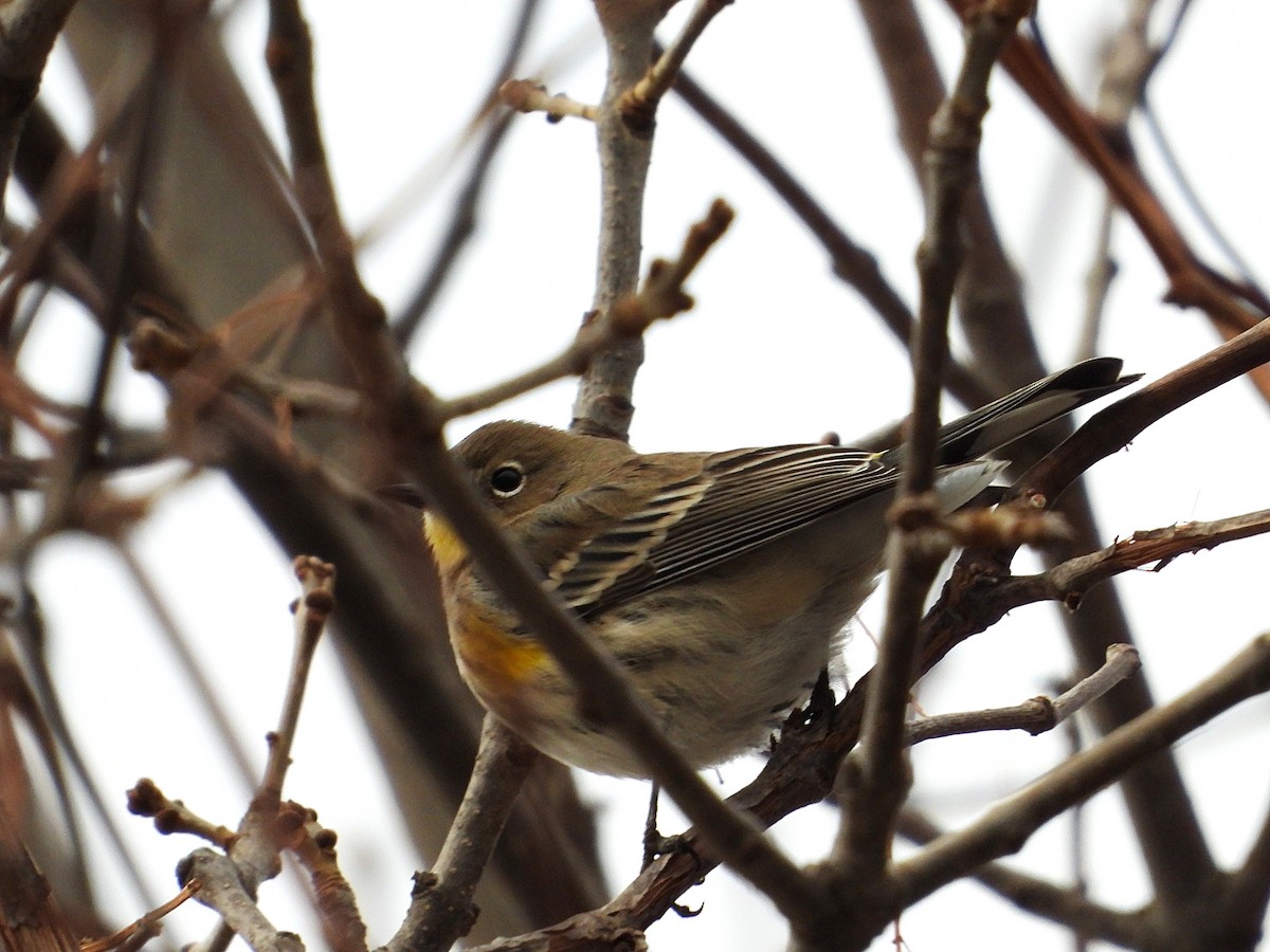 Kronenwaldsänger (Audubonwaldsänger) - ML646546964