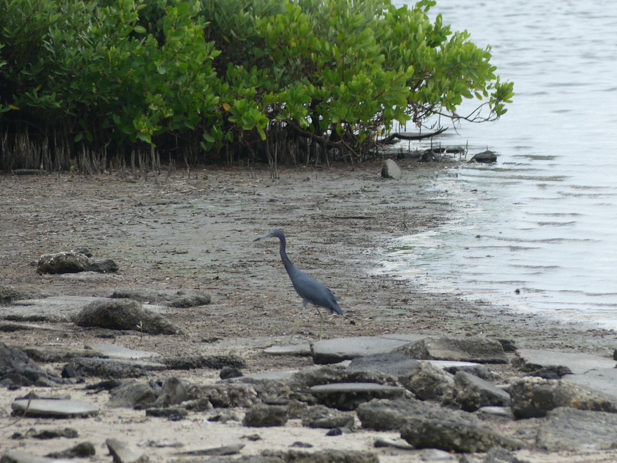 Aigrette bleue - ML646546969