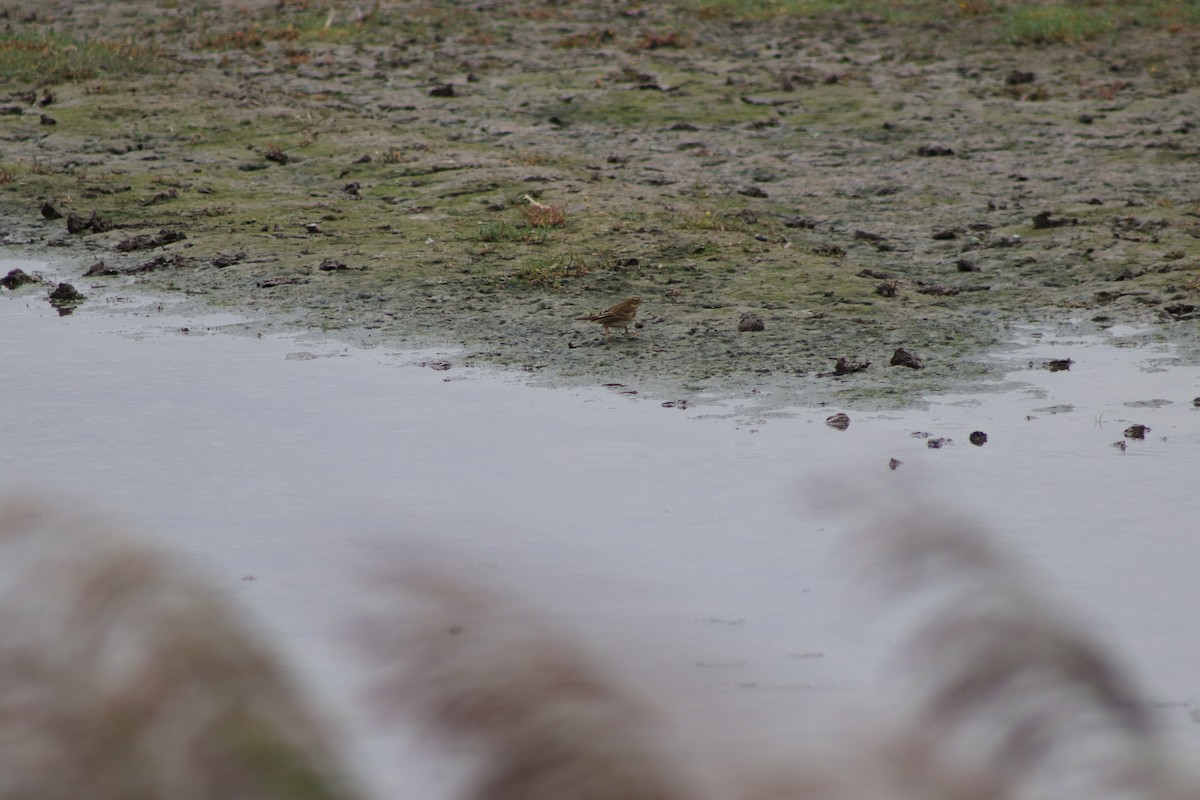 Meadow Pipit - ML646546970