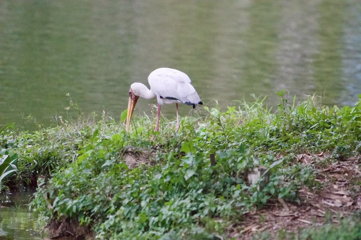 Milchstorch - ML646546971