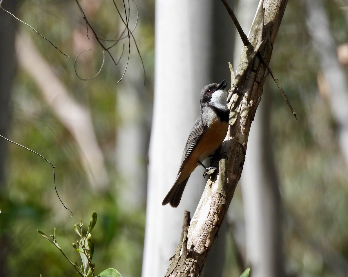 Rufous Whistler - ML646546972