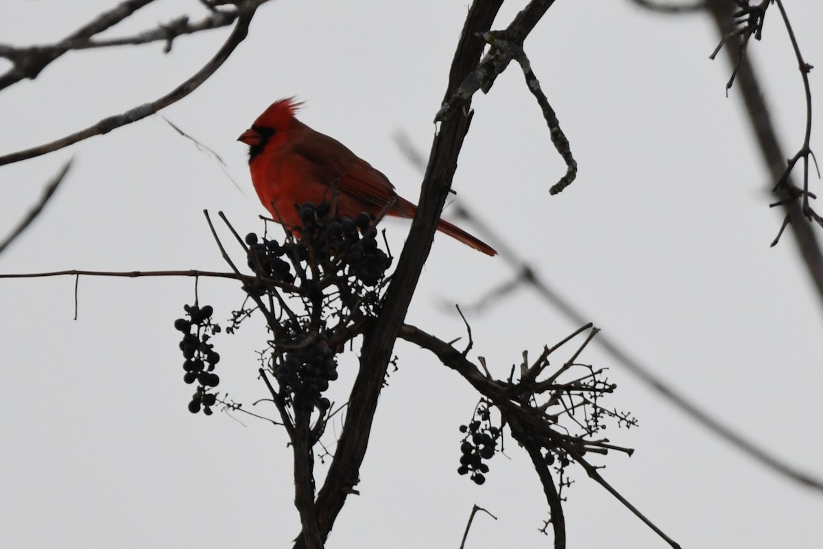 Northern Cardinal - ML646546973
