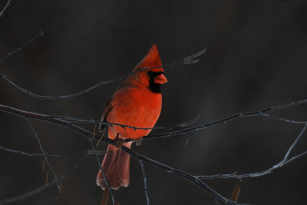 Northern Cardinal - ML646546974