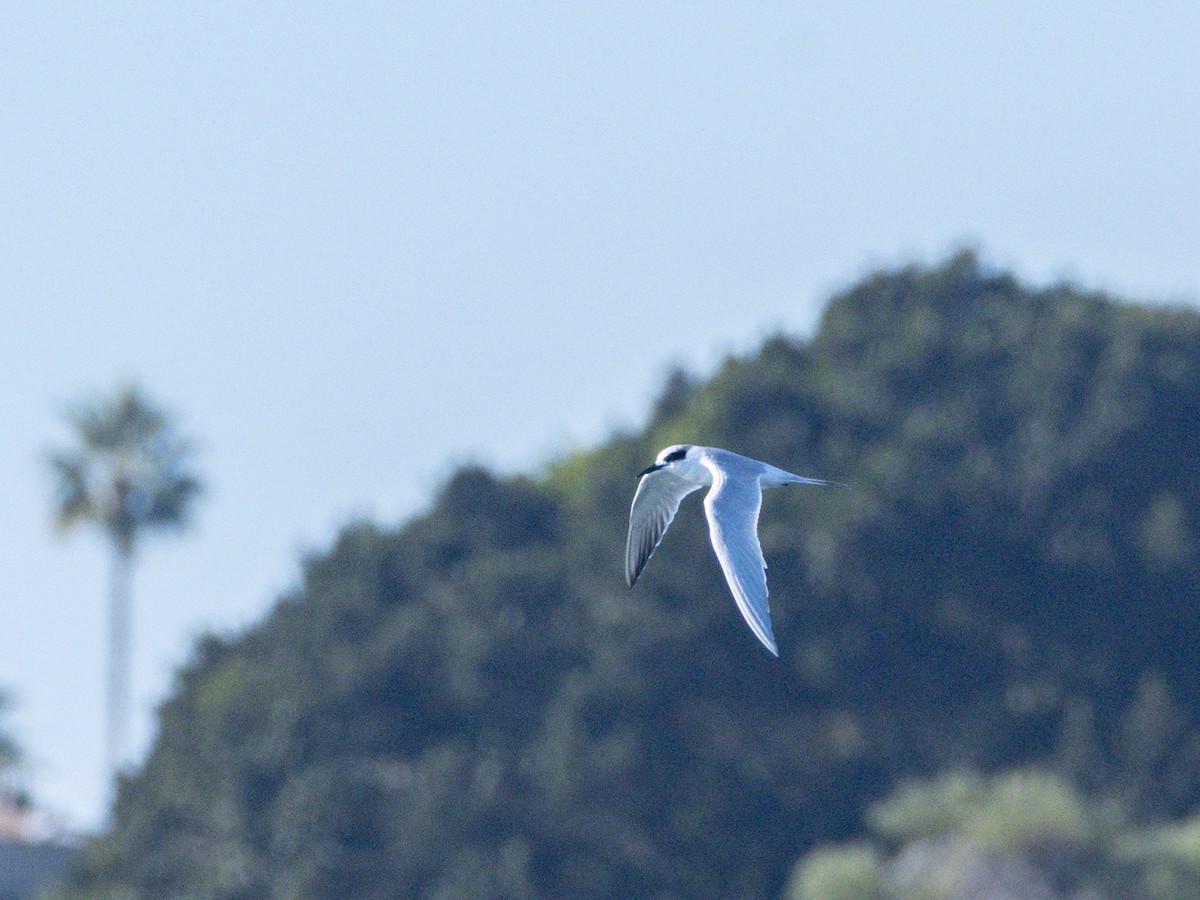 Forster's Tern - ML646546976