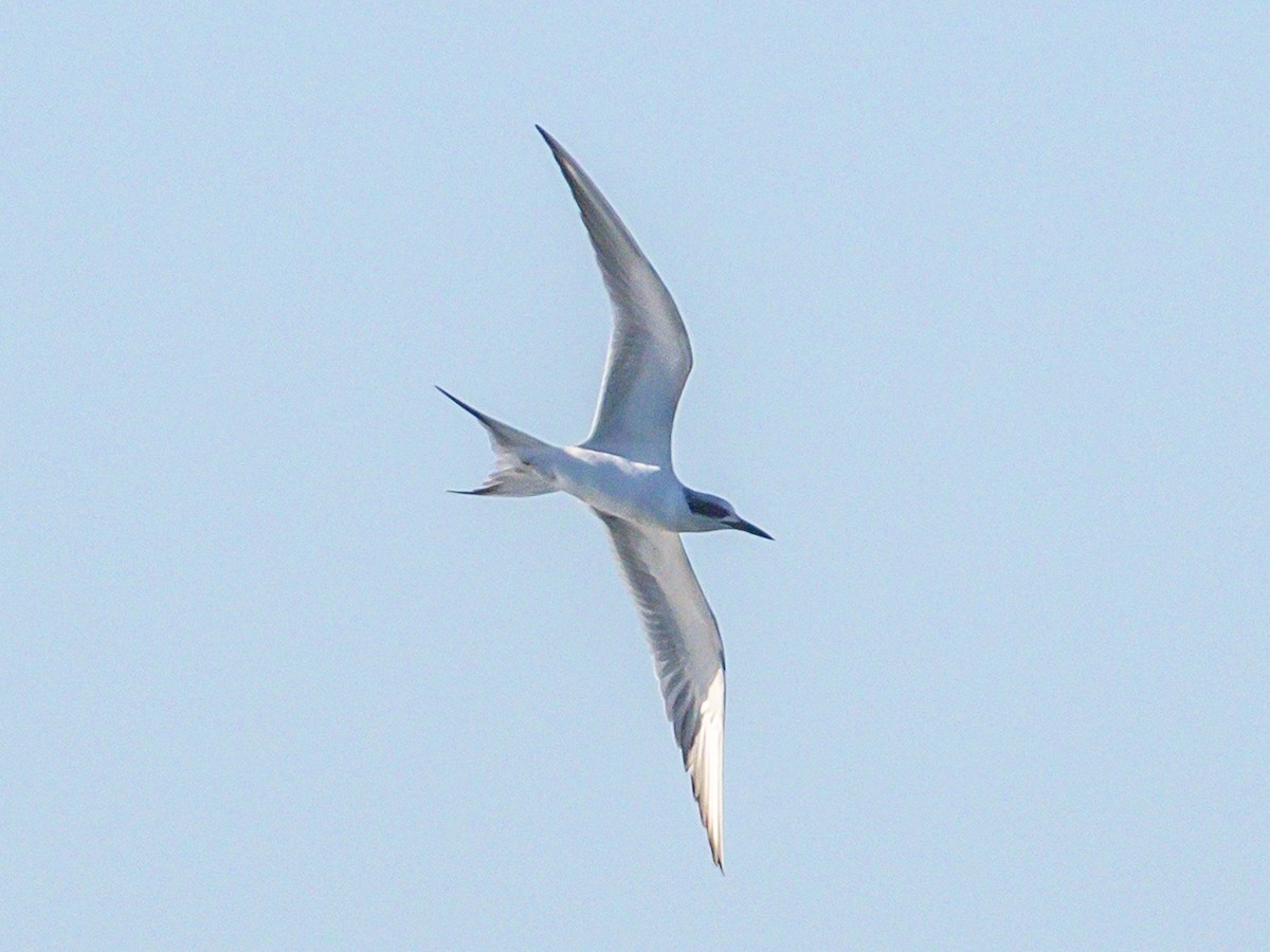 Forster's Tern - ML646546977