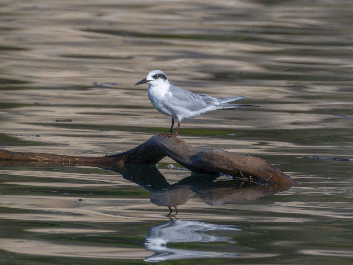 Forster's Tern - ML646546978