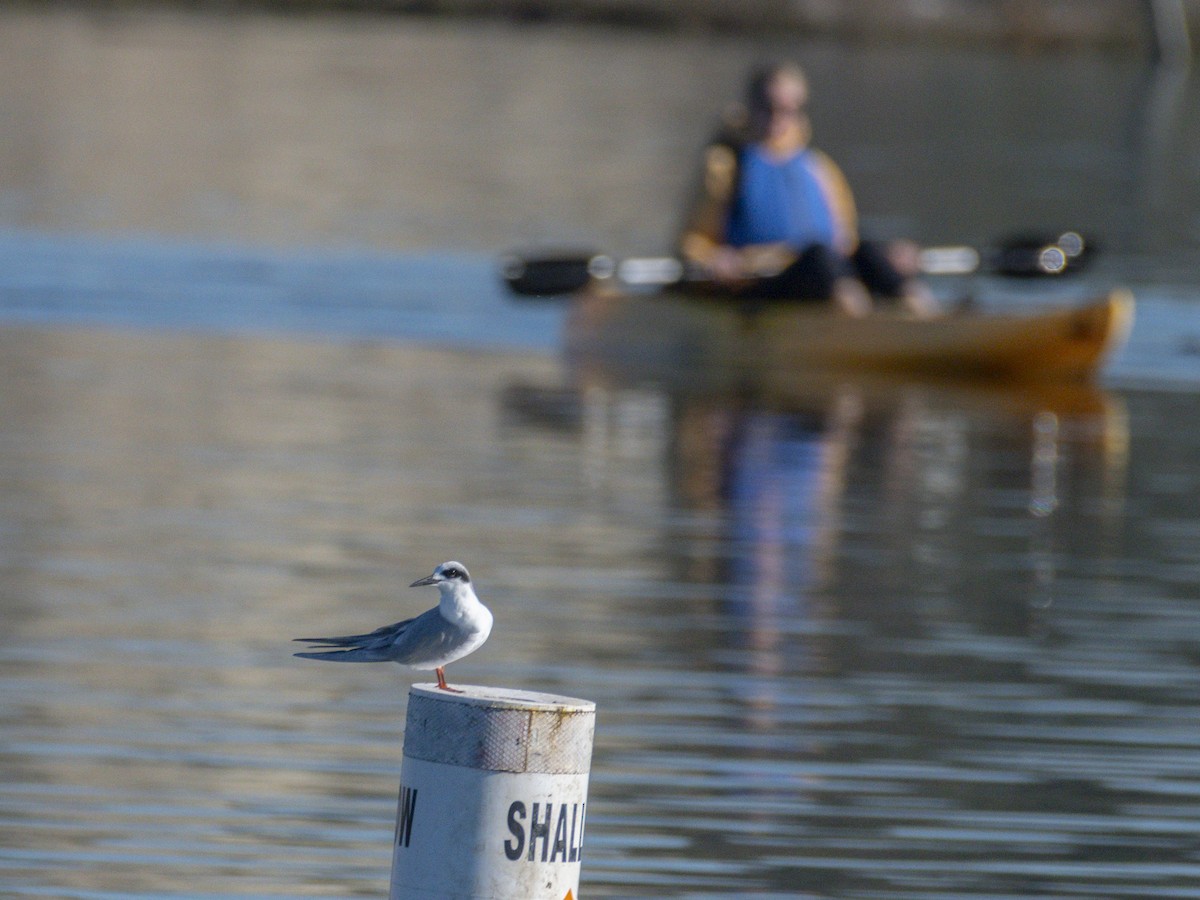 Forster's Tern - ML646546979