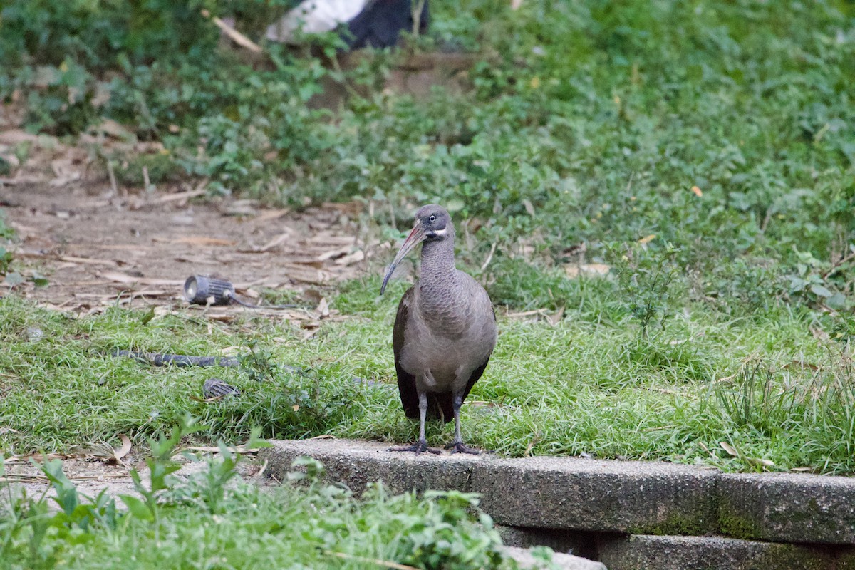 Hadada Ibis - ML646546983