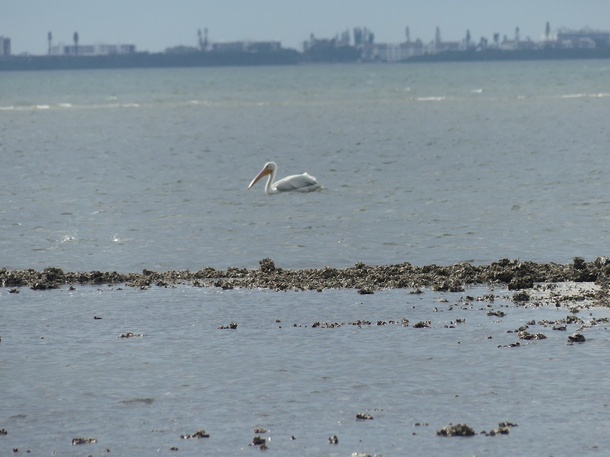 Pélican d'Amérique - ML646546990