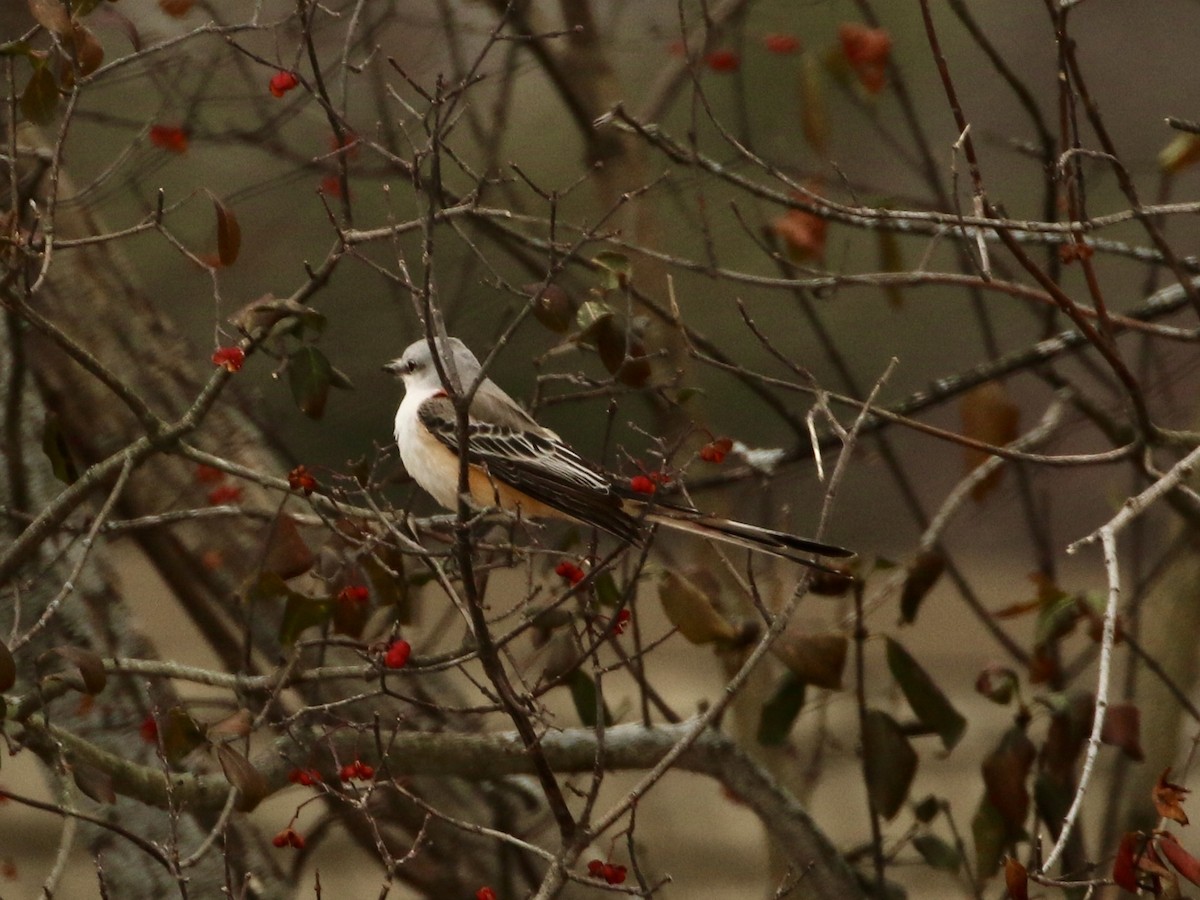 エンビタイランチョウ - ML646546992