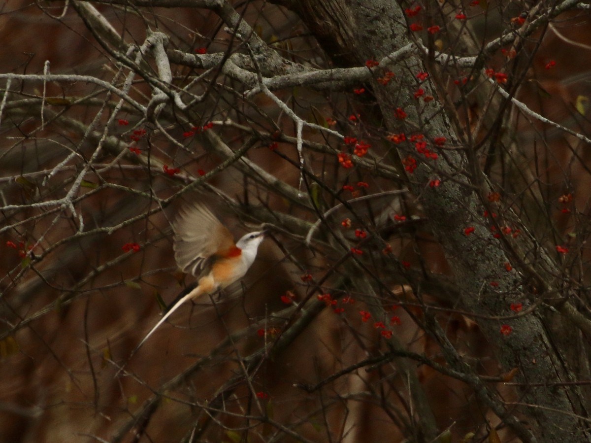 エンビタイランチョウ - ML646546993