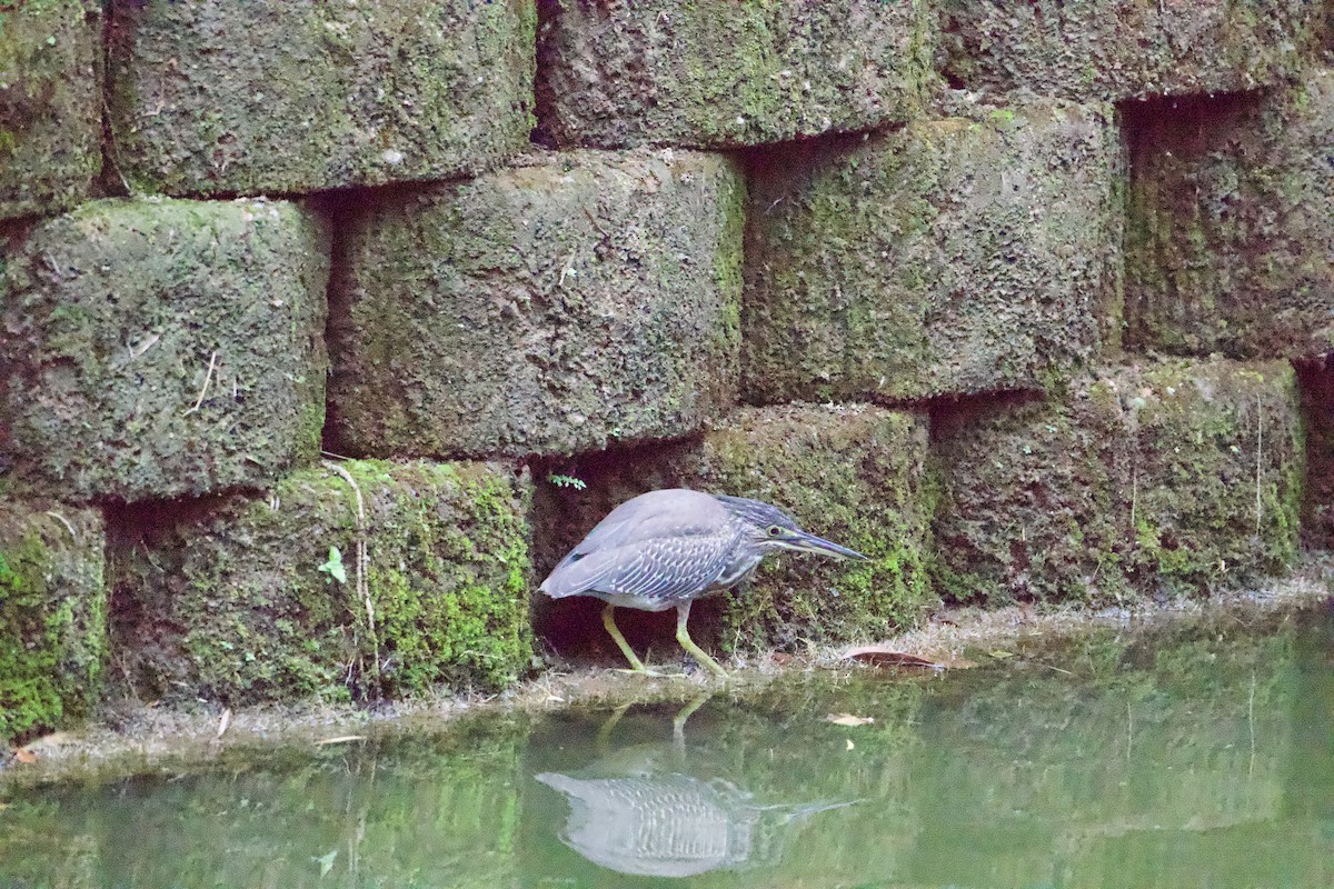 ゴイサギ - ML646546994