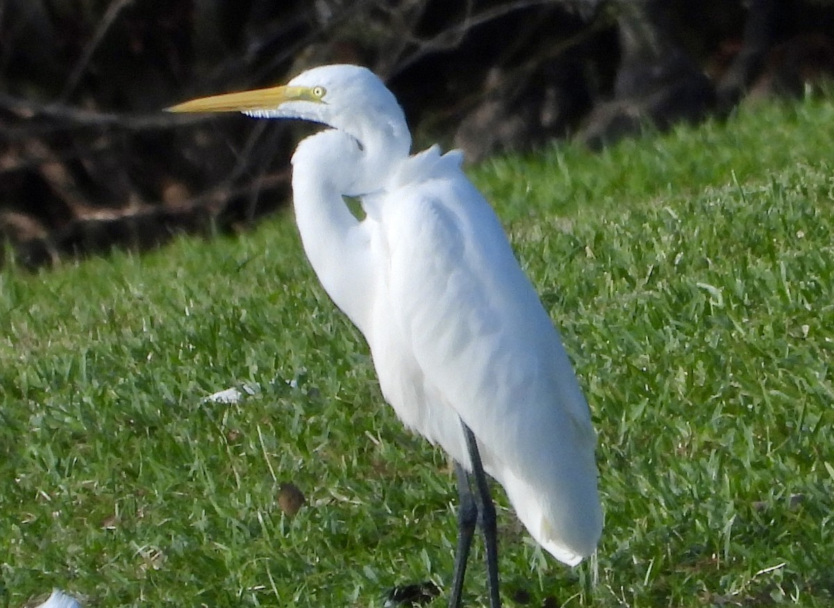 ダイサギ - ML646546995