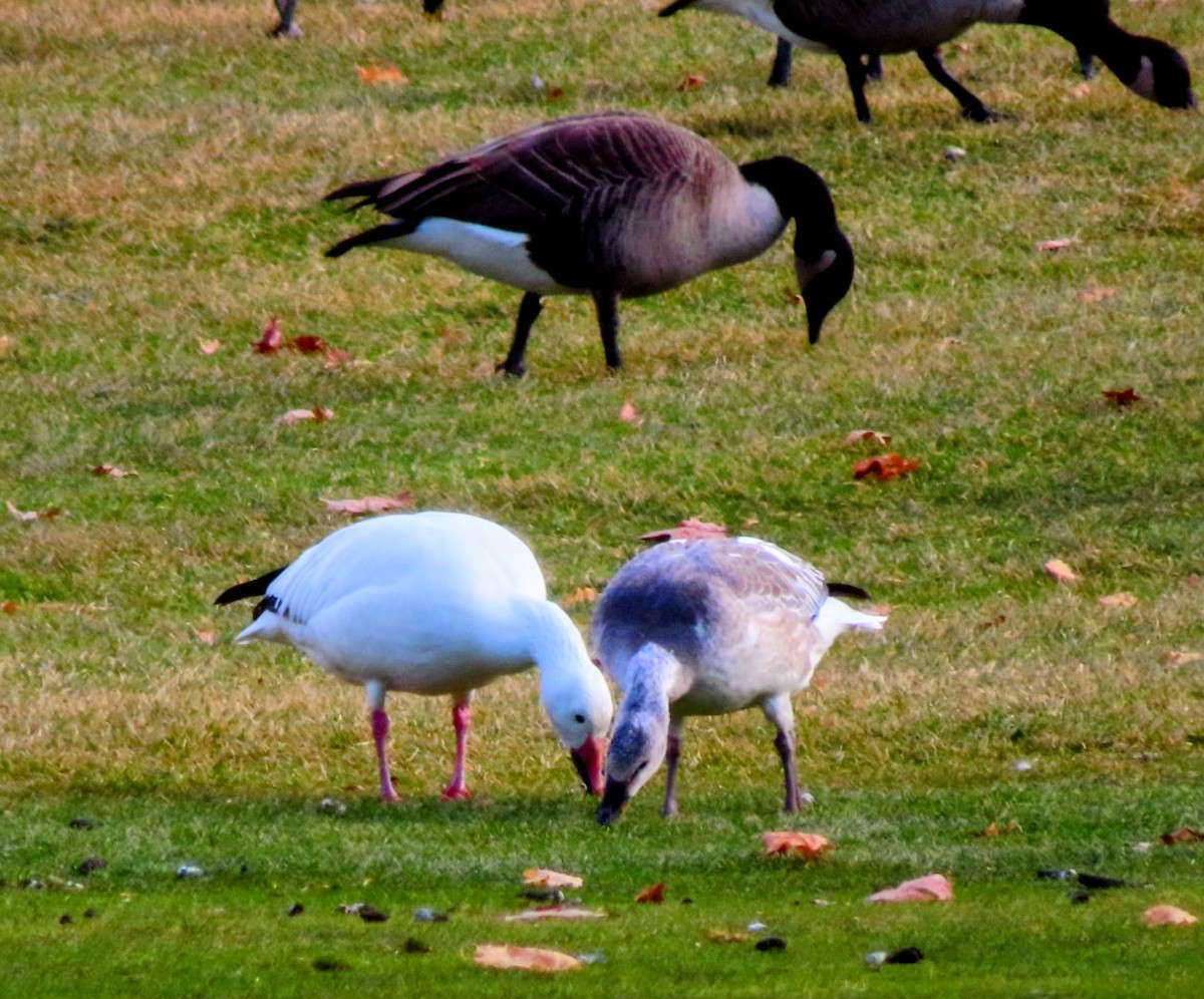 ハクガン - ML646546996