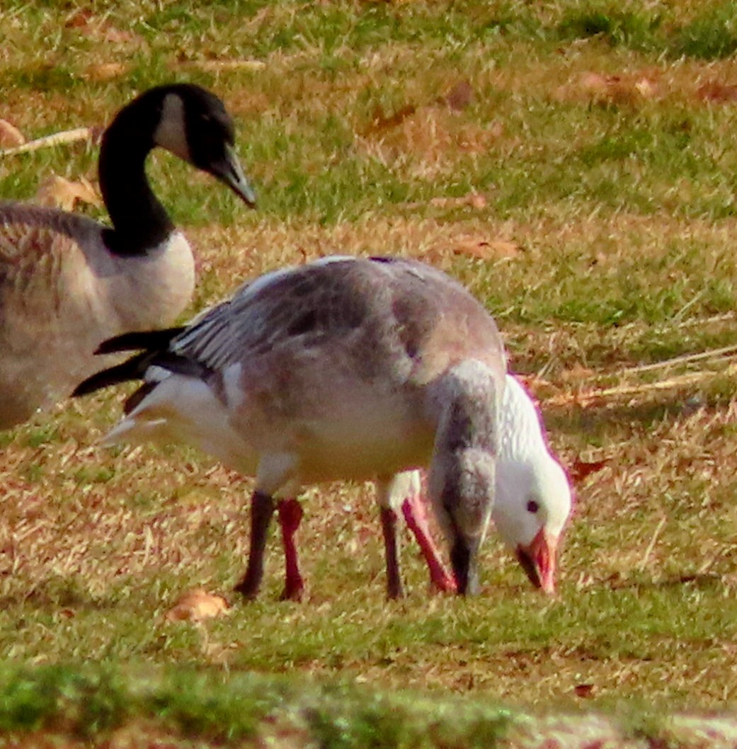 ハクガン - ML646546997