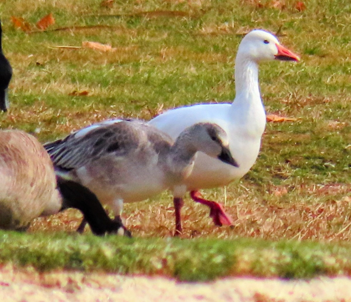 ハクガン - ML646546998