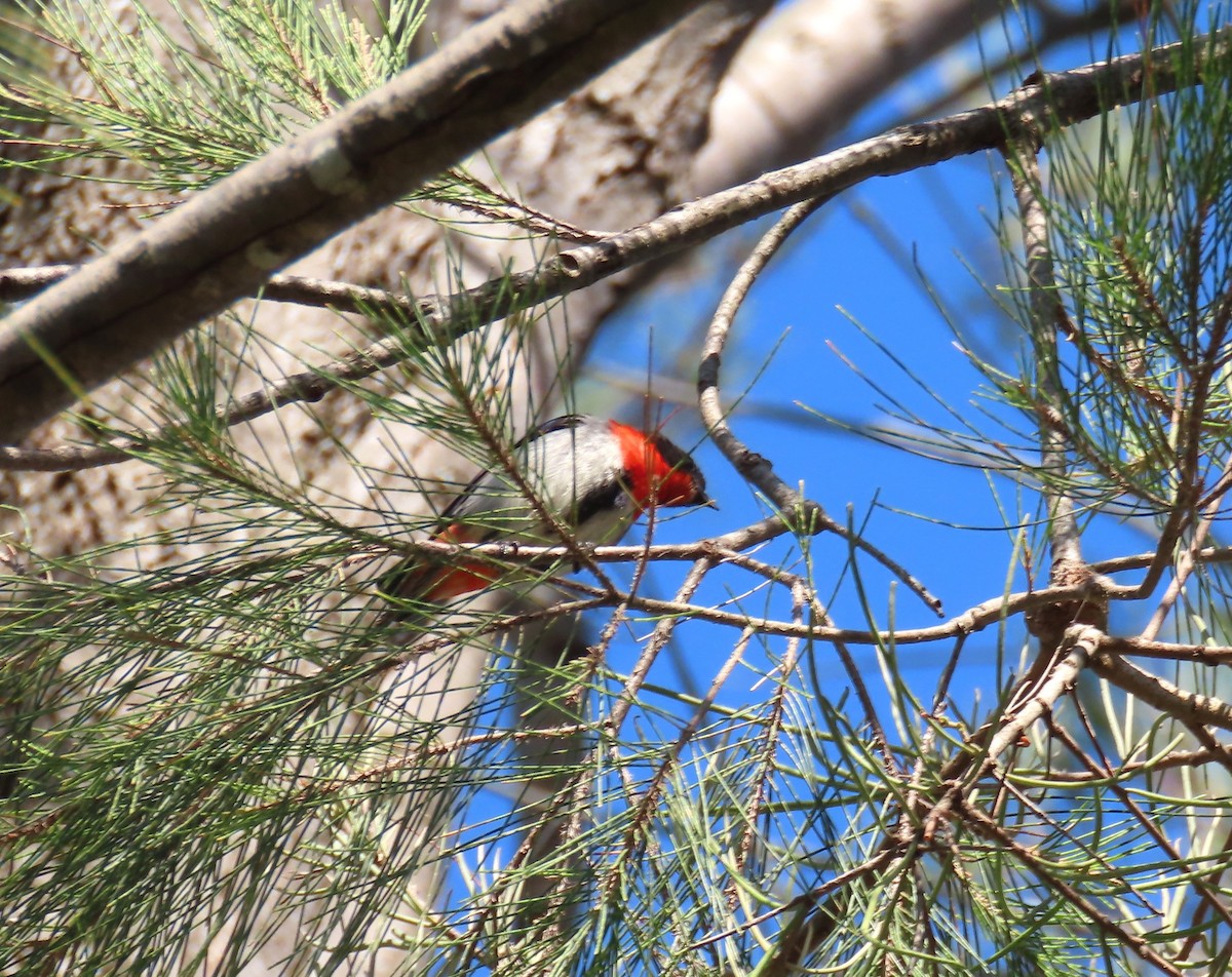 ヤドリギハナドリ - ML646547000