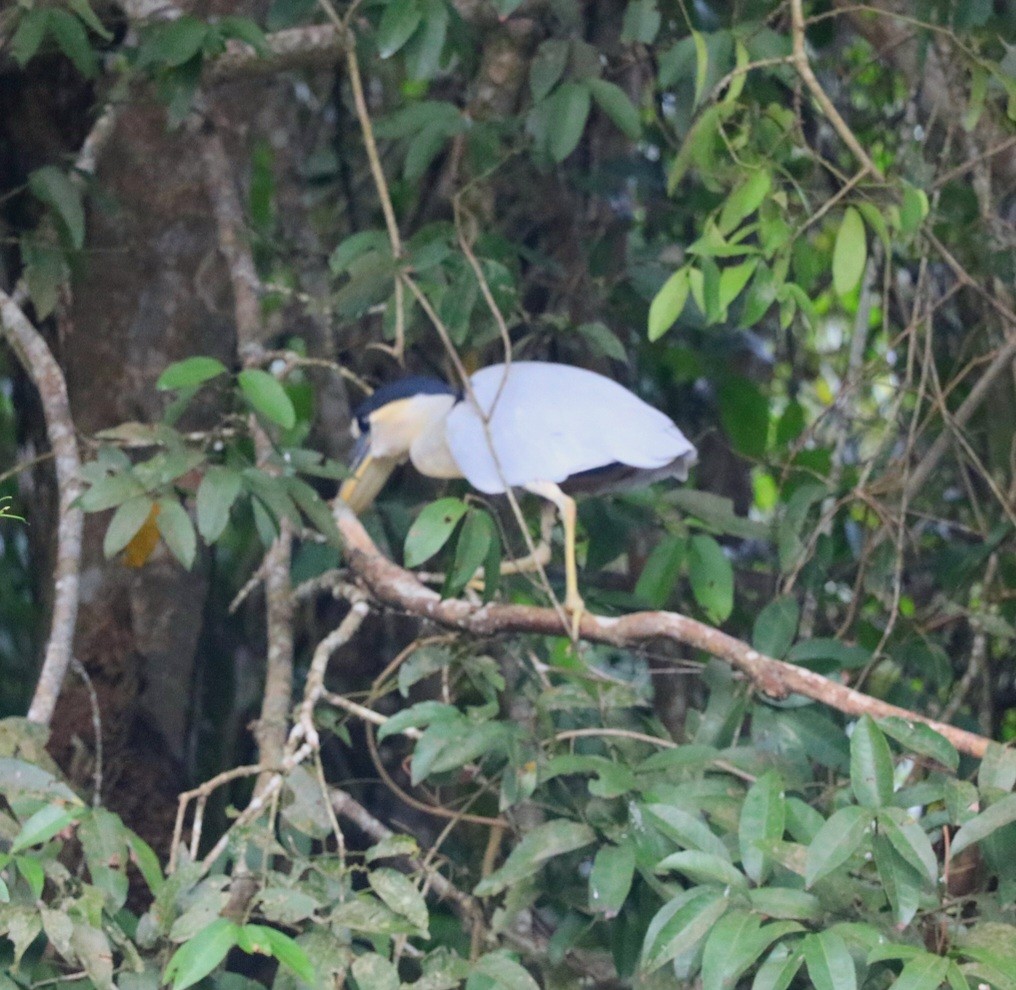 ヒロハシサギ - ML646547003