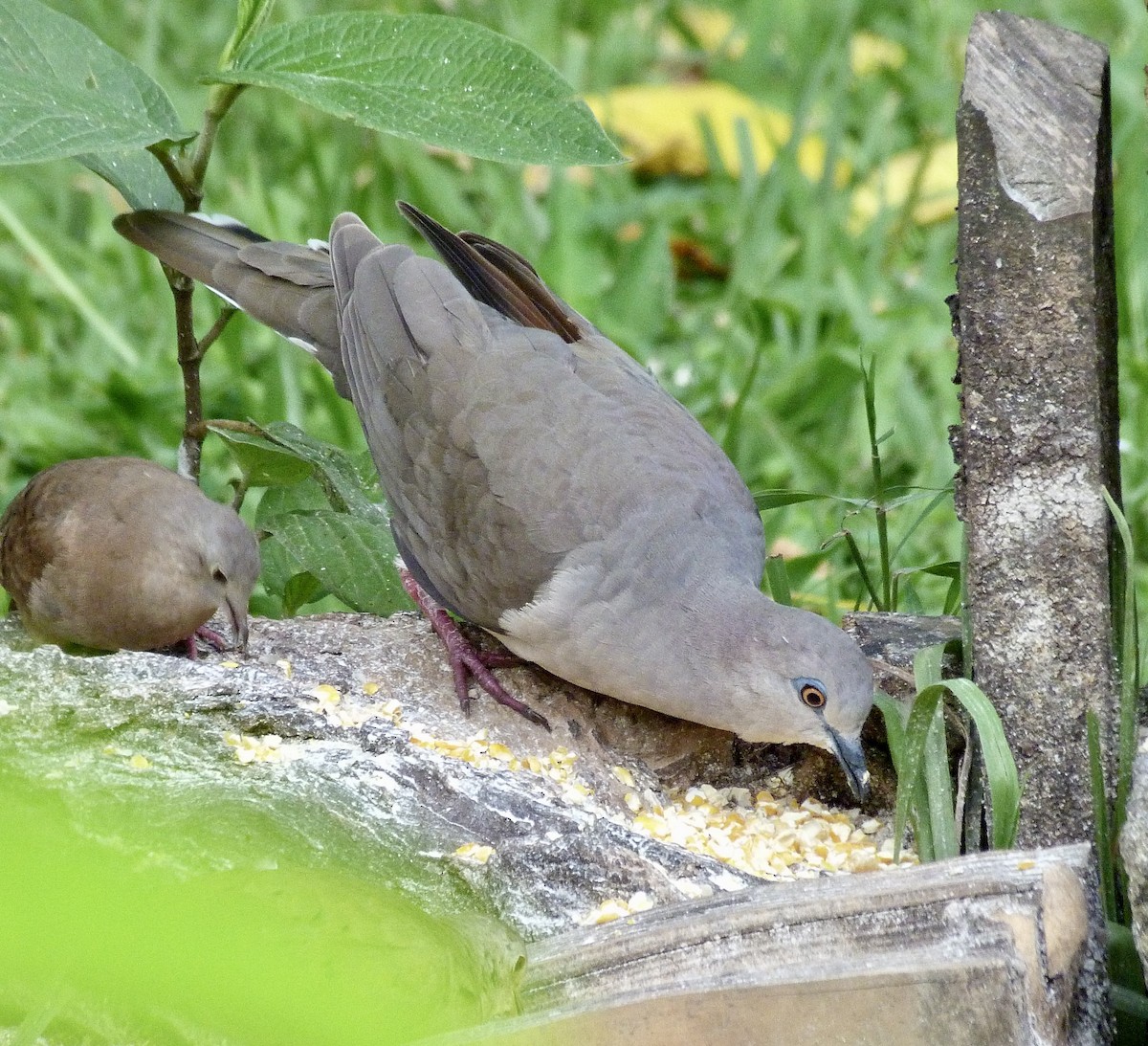シロビタイシャコバト - ML646547004