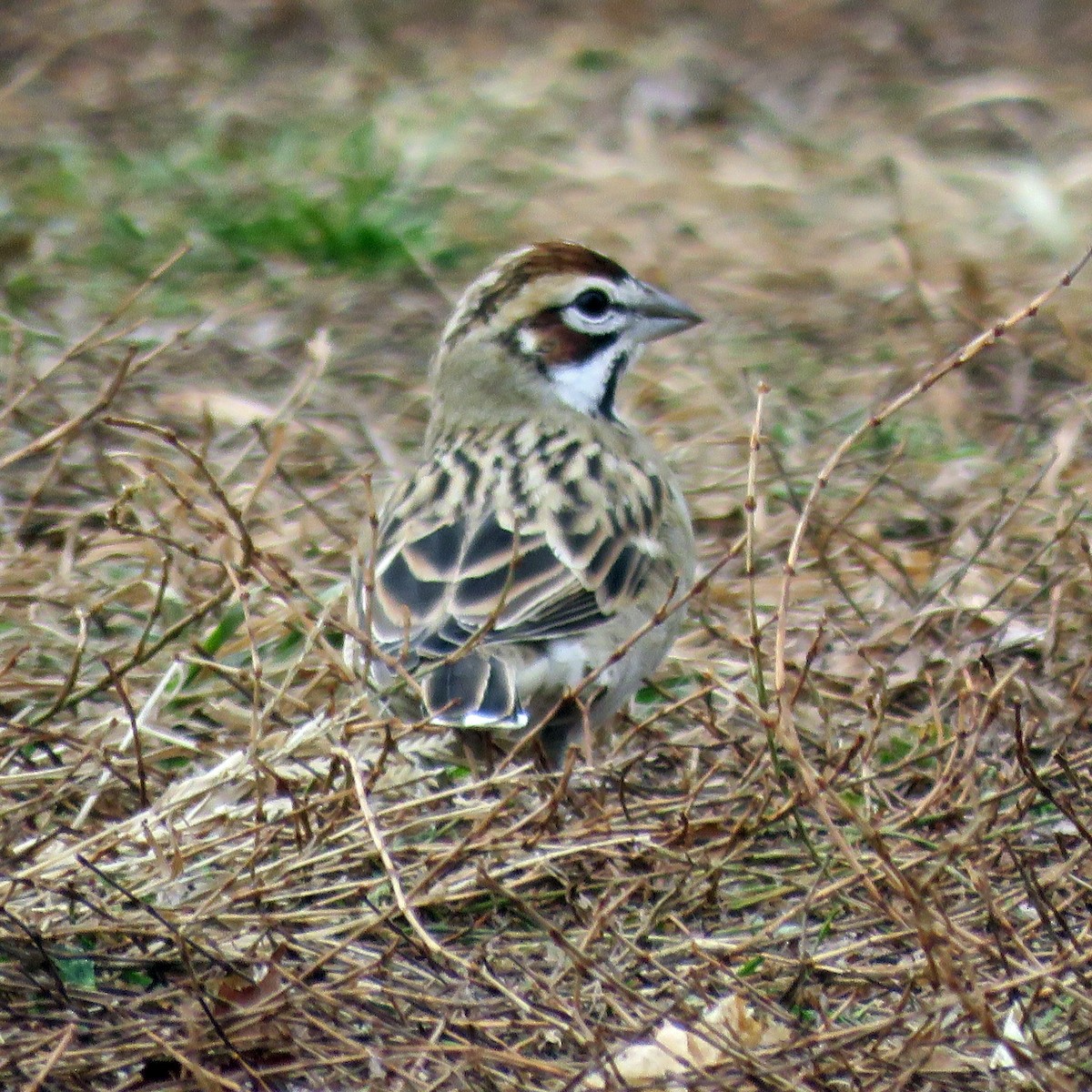 ヒバリヒメドリ - ML646547005