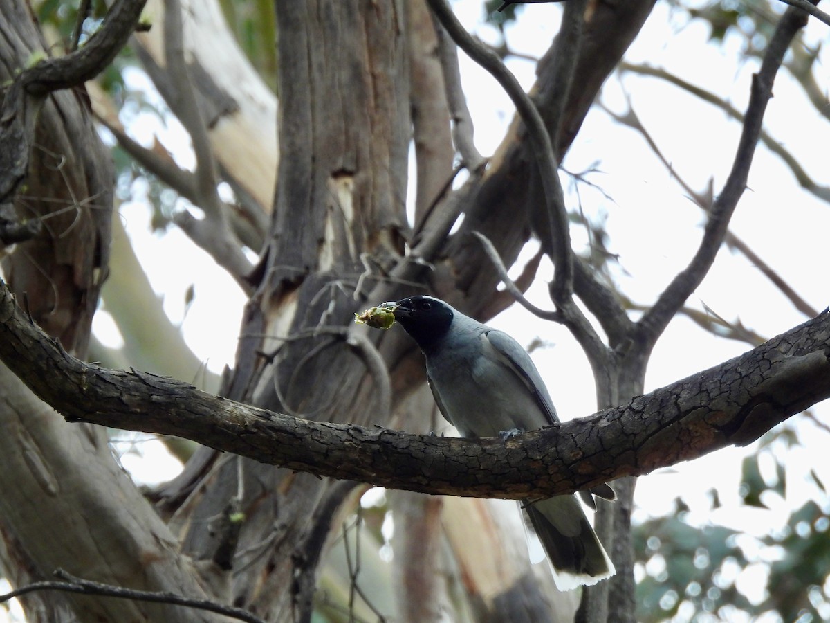 オーストラリアオニサンショウクイ - ML646547006