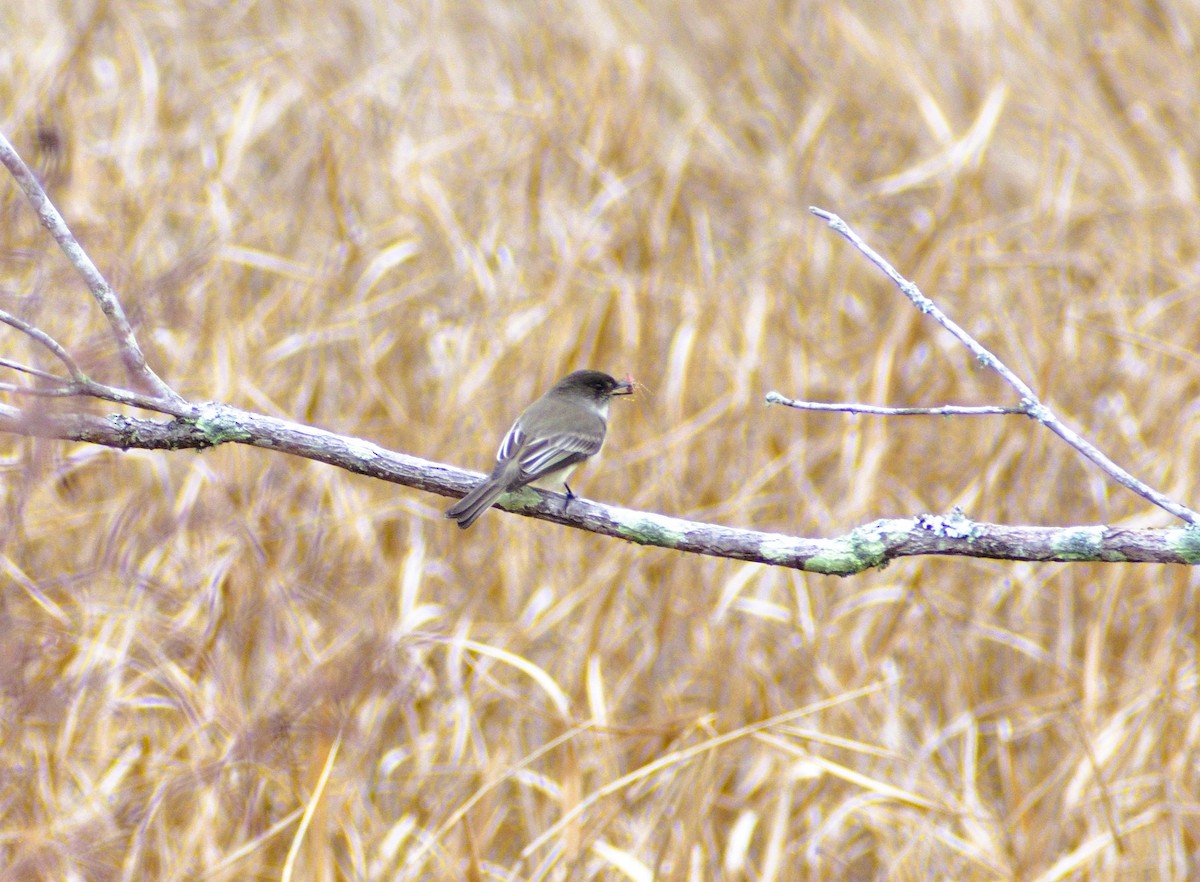 ツキヒメハエトリ - ML646547007