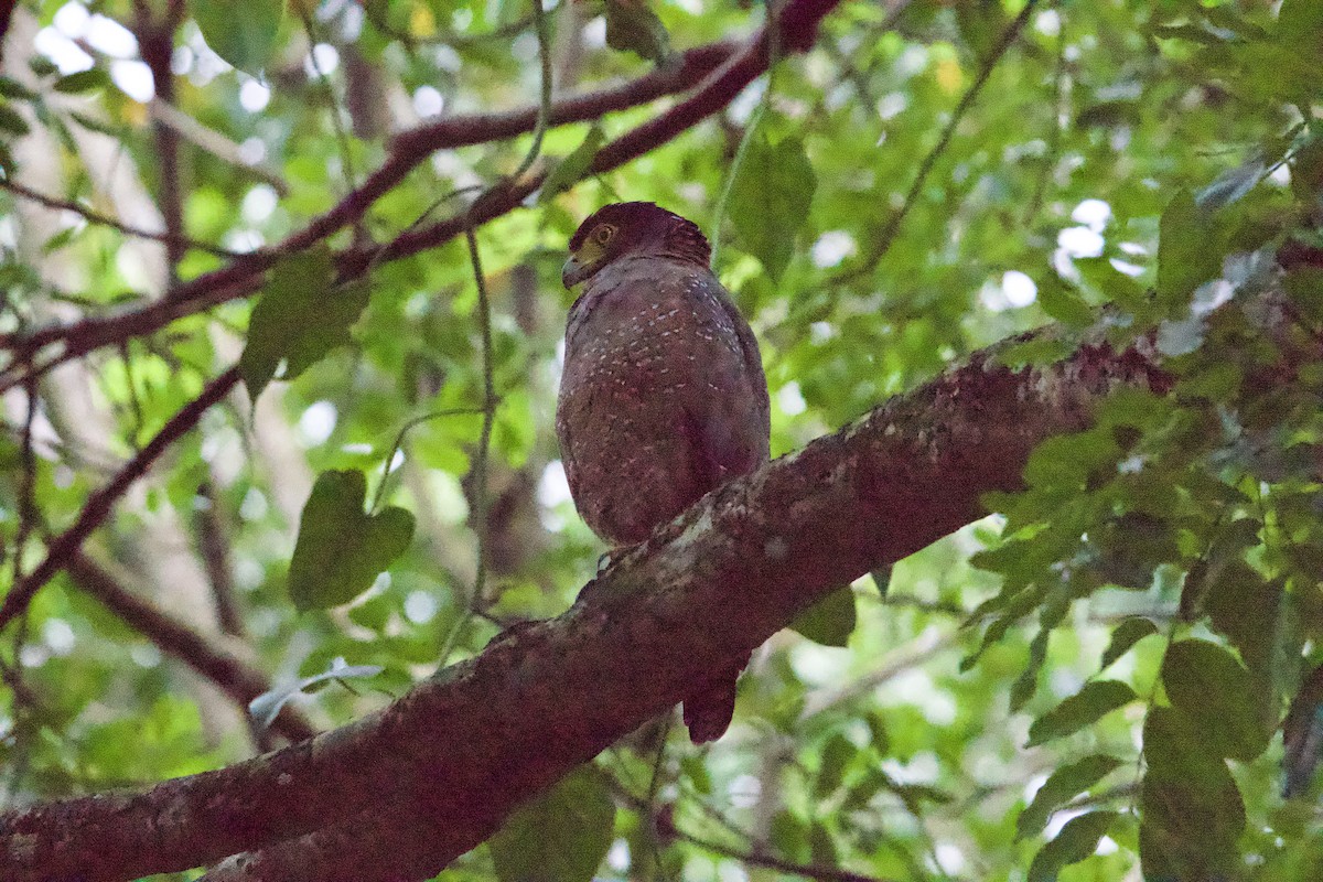 カンムリワシ - ML646547009