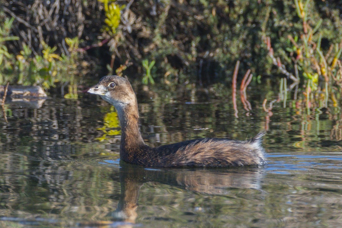Pied-billed Grebe - ML646547010