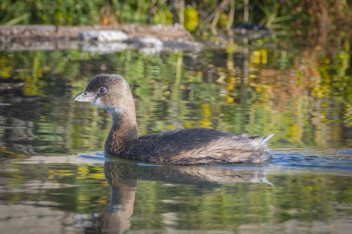 Pied-billed Grebe - ML646547011