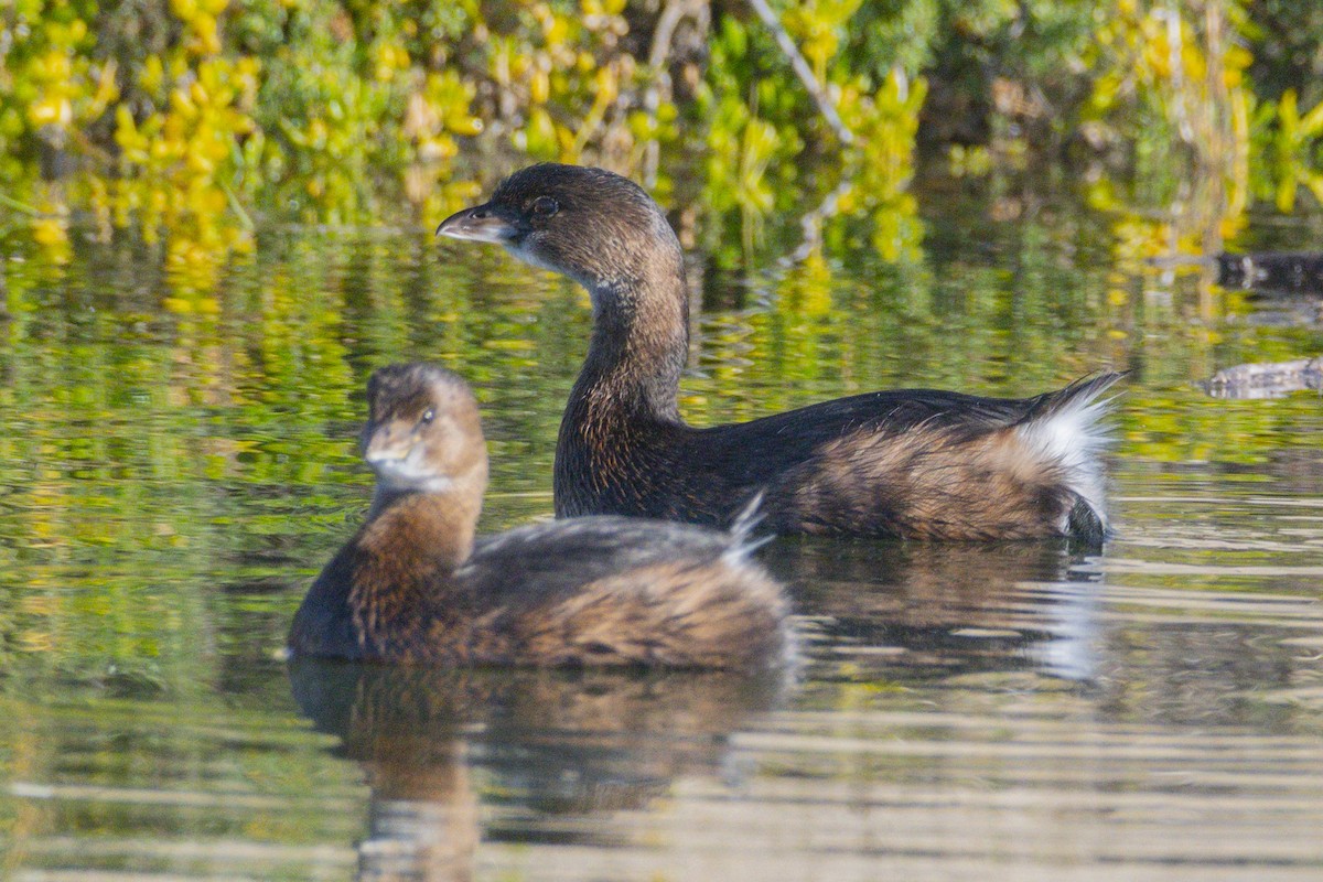 Pied-billed Grebe - ML646547012