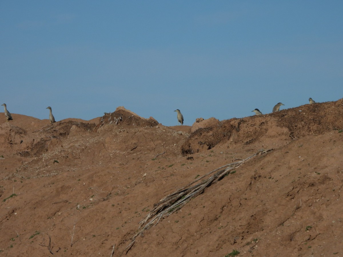 ゴイサギ - ML646547013