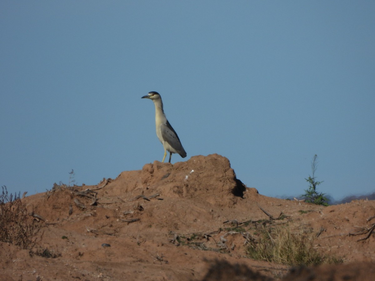 ゴイサギ - ML646547014