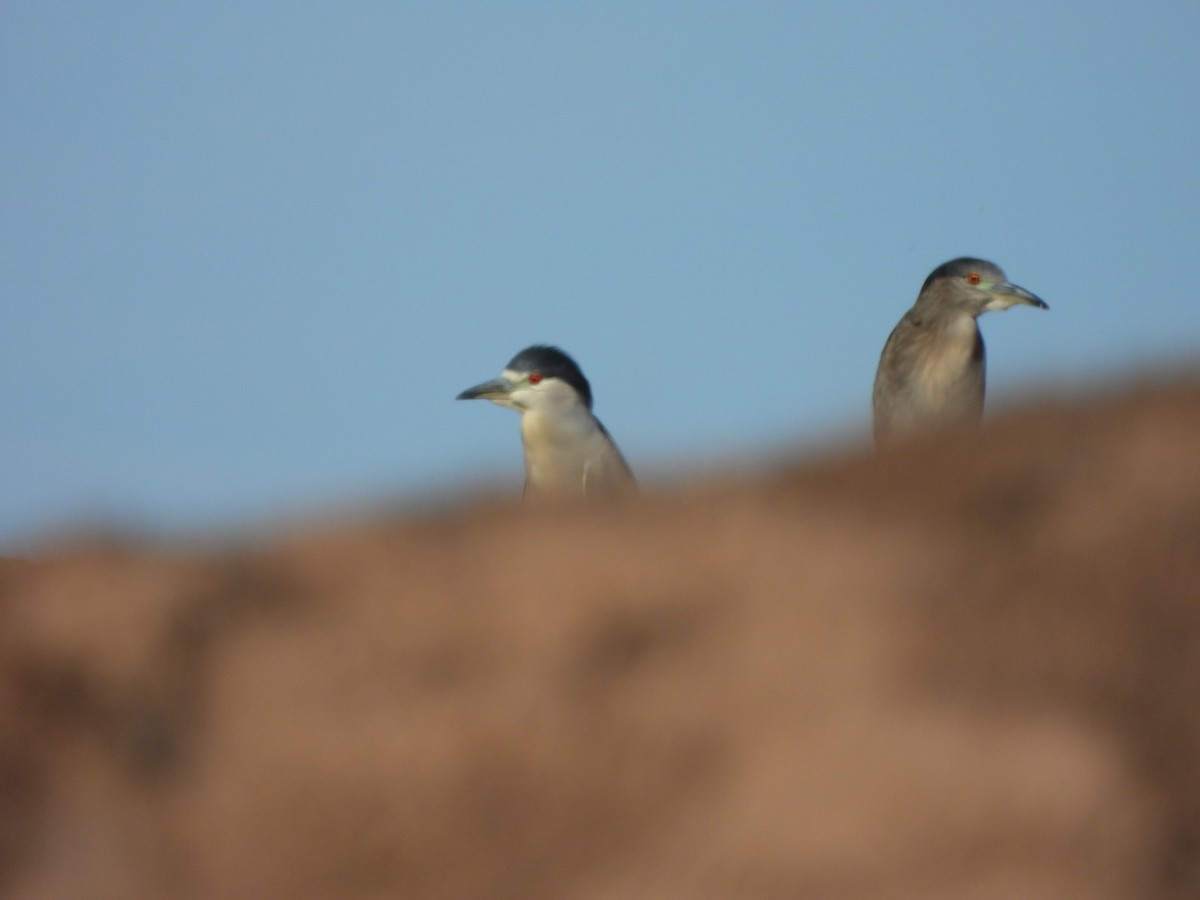 ゴイサギ - ML646547015