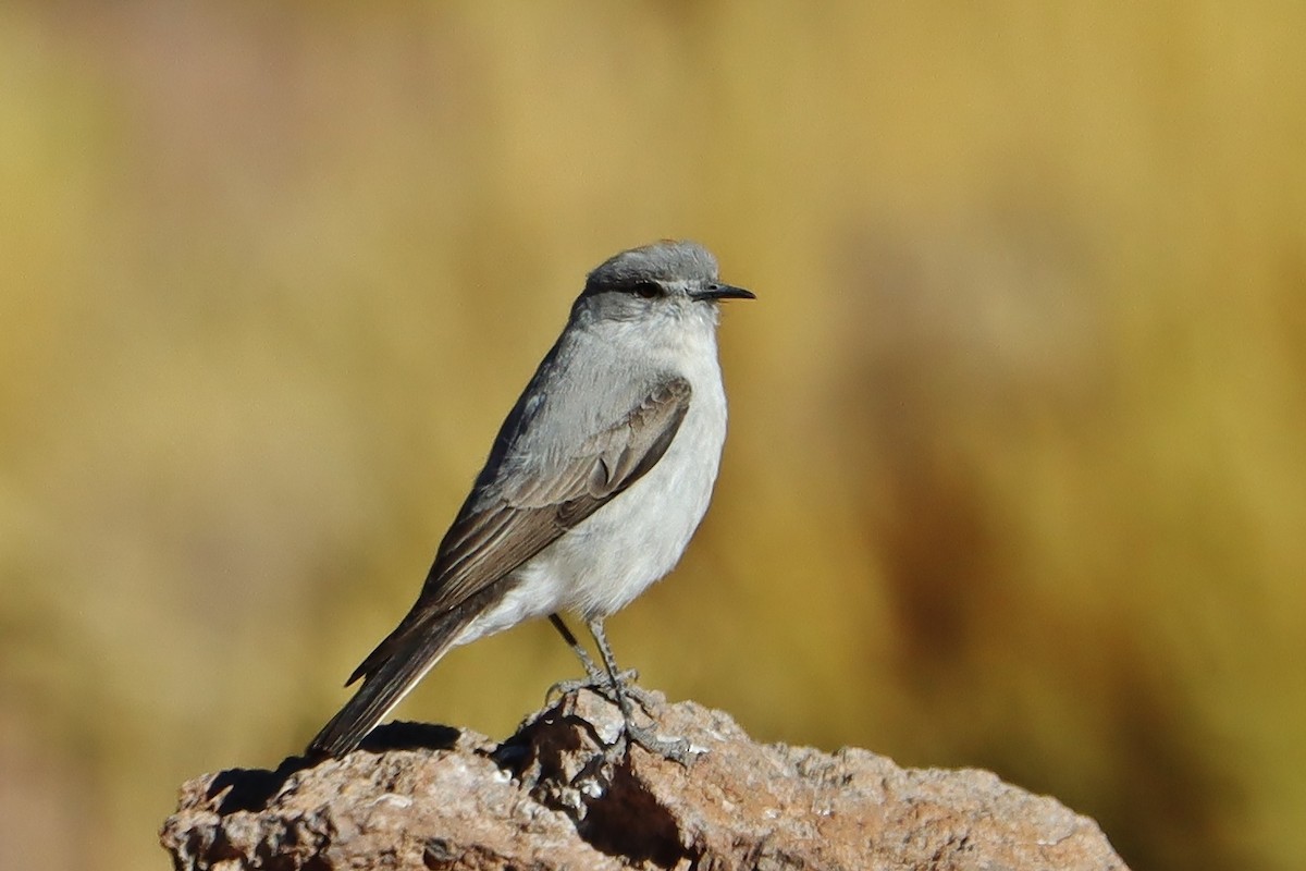 イワタイランチョウ - ML646547016