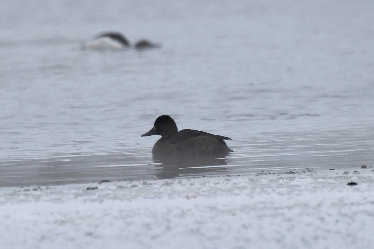 コスズガモ - ML646547017