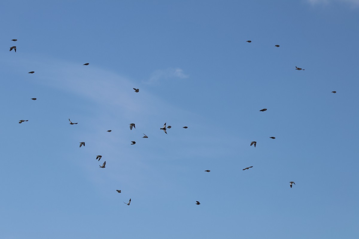 ユキホオジロ - ML646547019