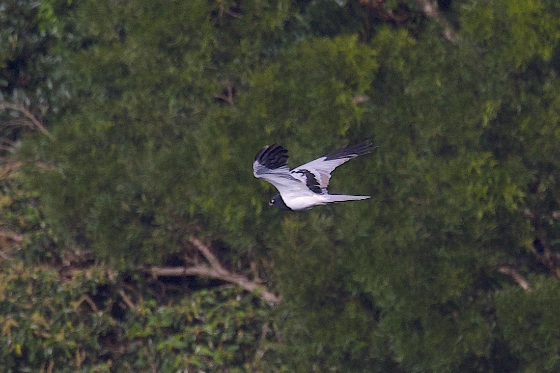 マダラチュウヒ - ML646547020