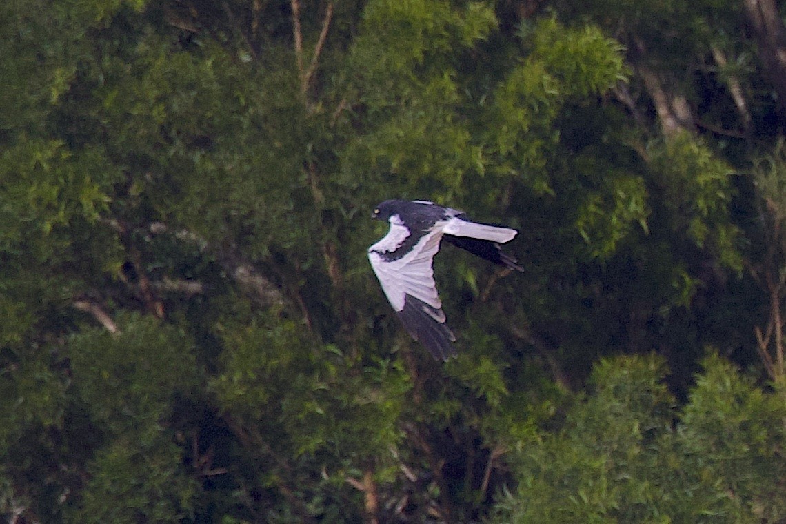 マダラチュウヒ - ML646547021