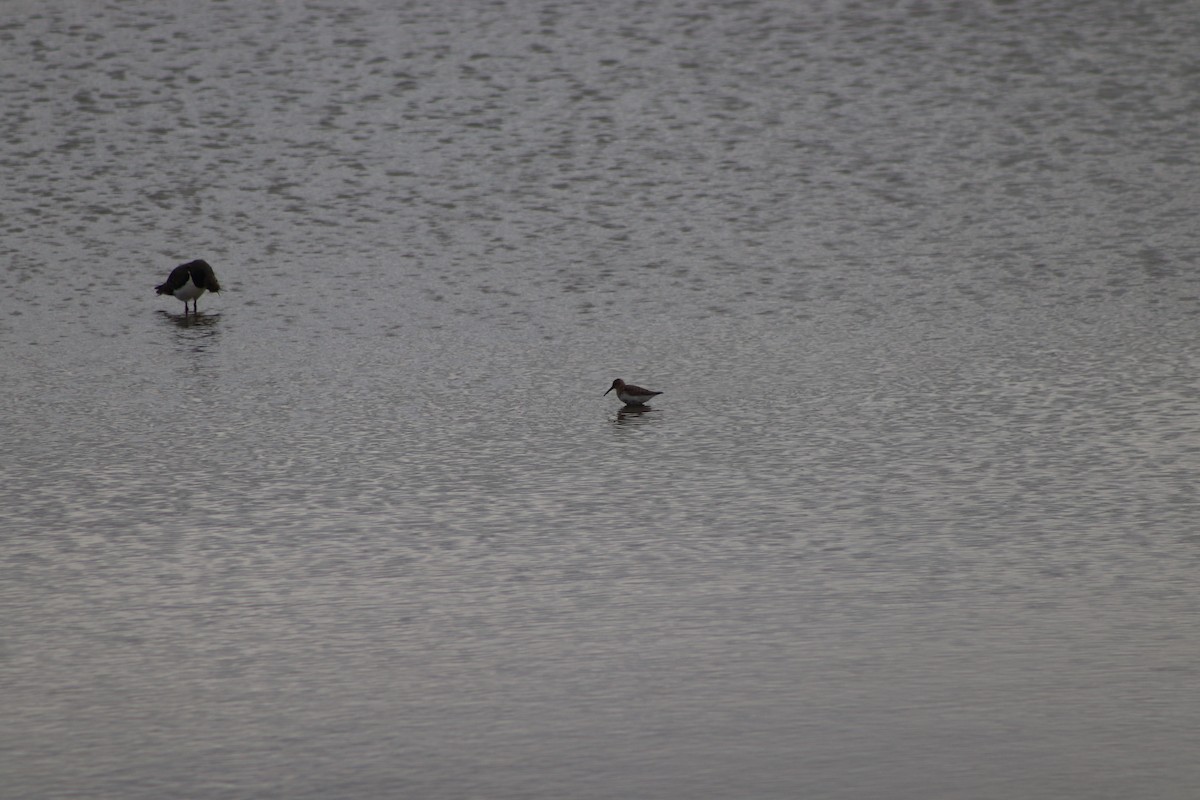 Dunlin - ML646547022