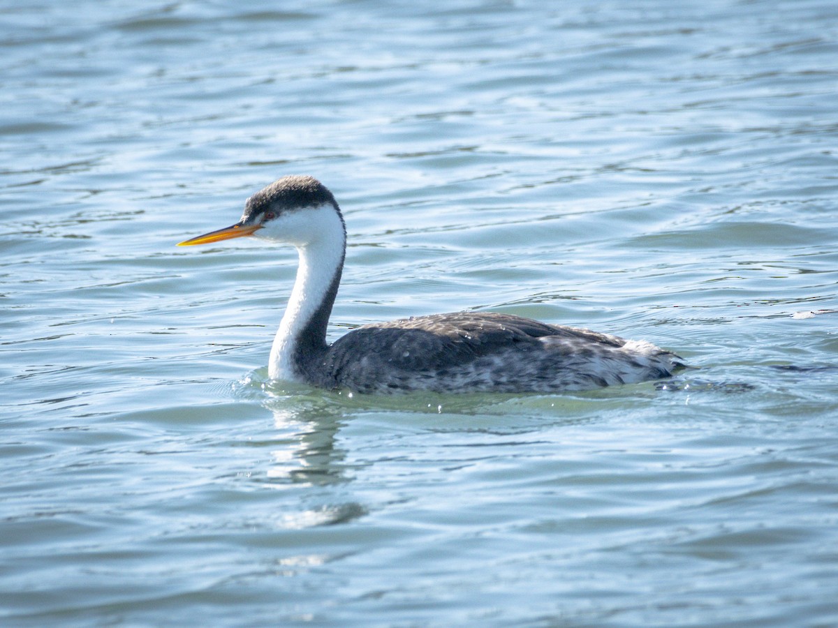 Western Grebe - ML646547023