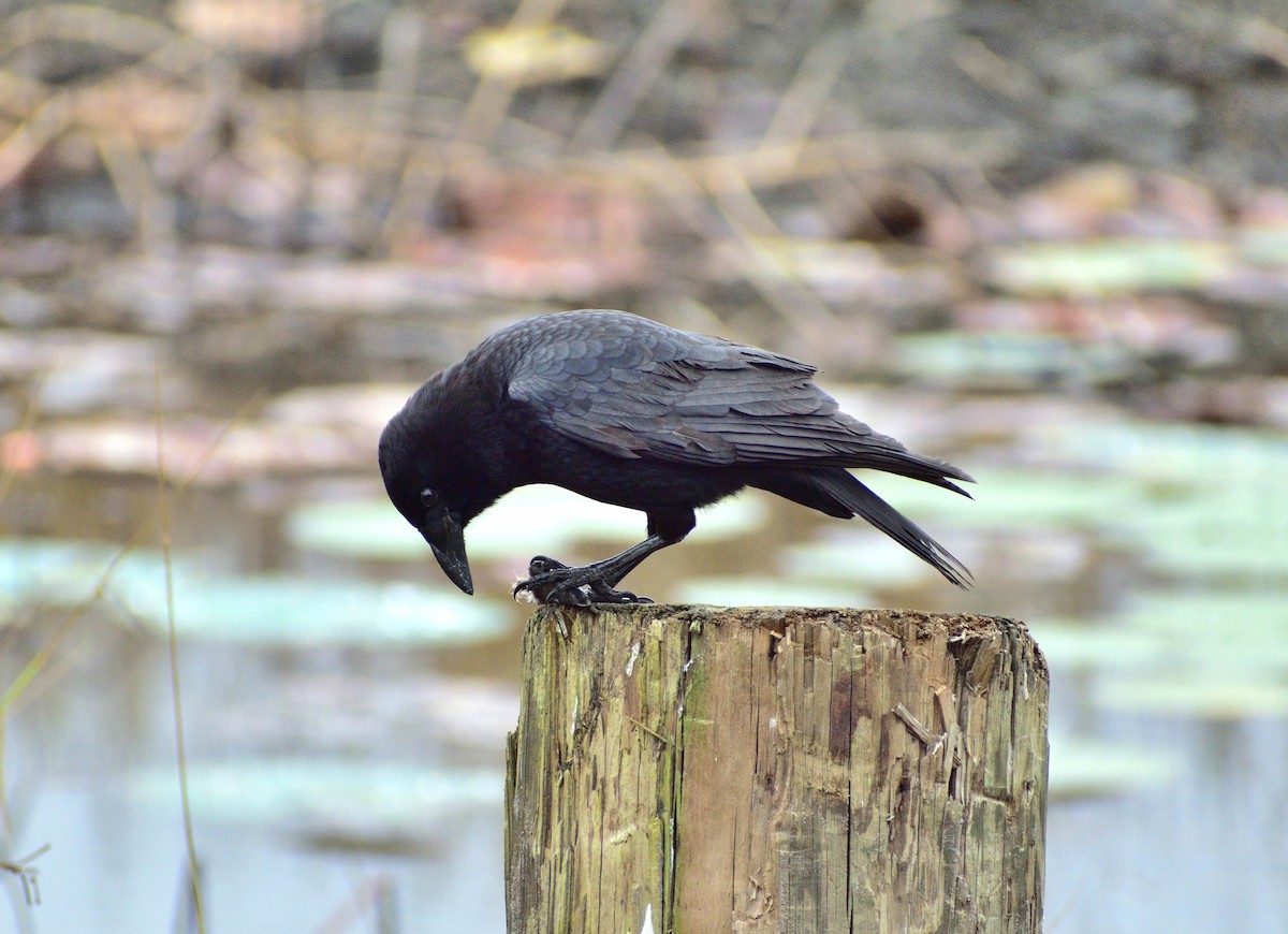 アメリカガラス - ML646547024