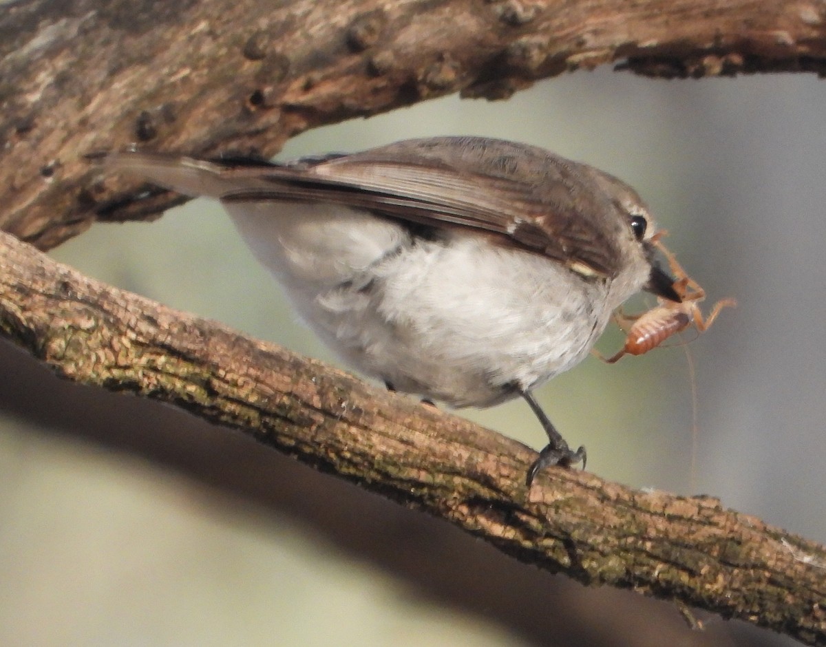 オジロオリーブヒタキ - ML646547025