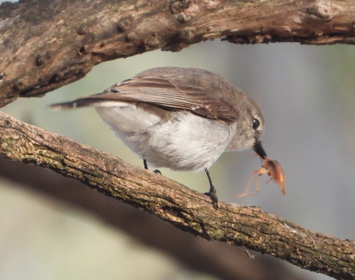 オジロオリーブヒタキ - ML646547026